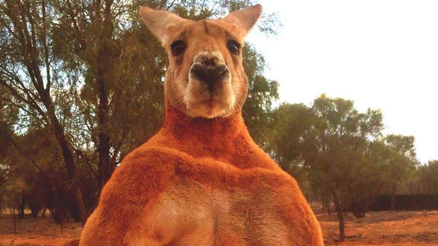 Роджер помер від старості / фото THE KANGAROO SANCTUARY Роджер помер від старості / фото THE KANGAROO SANCTUARY