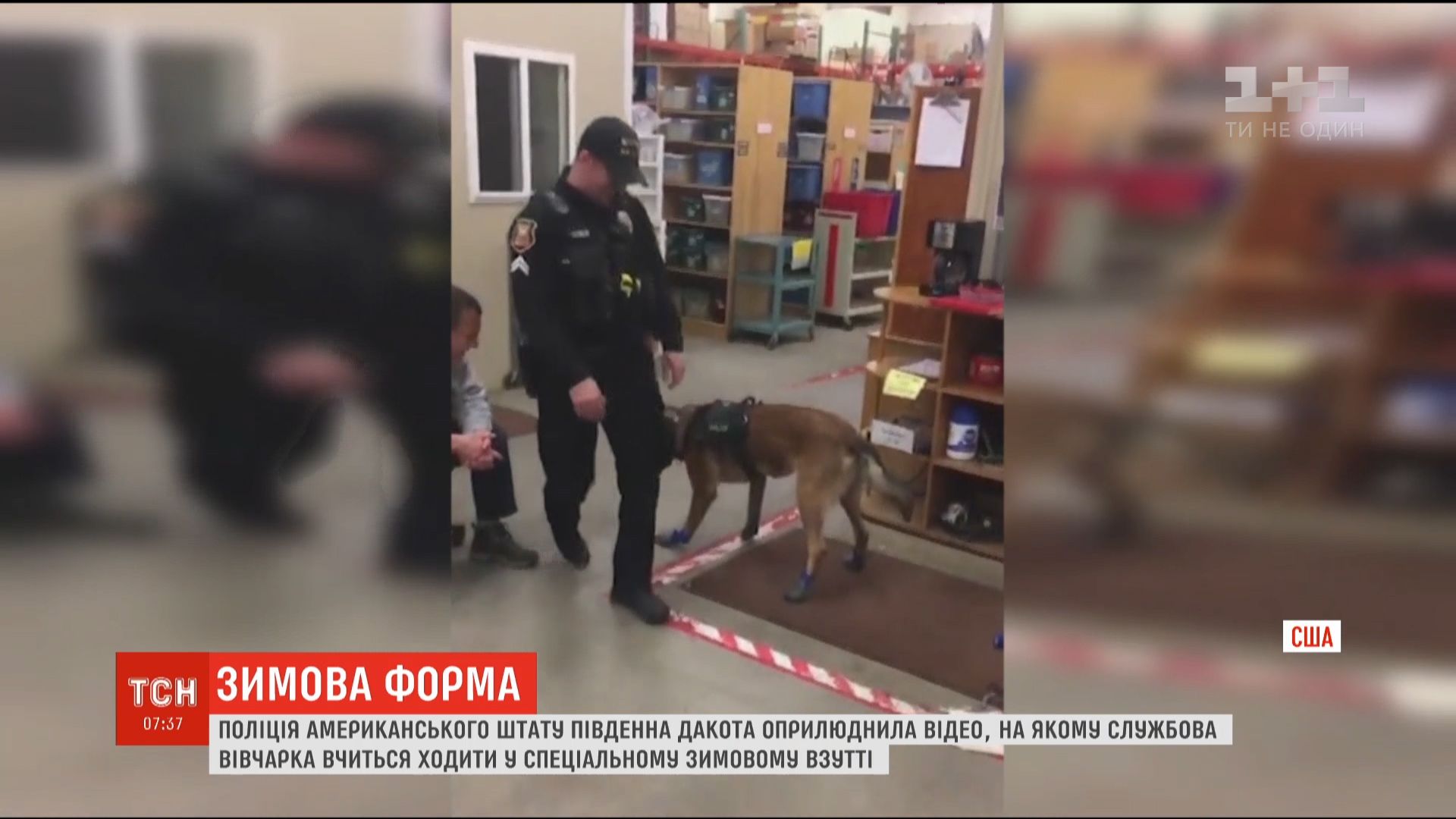 В полиции говорят, что зимой одевают в спецодежду всех четверолапых помощников / скриншот В полиции говорят, что зимой одевают в спецодежду всех четверолапых помощников / скриншот