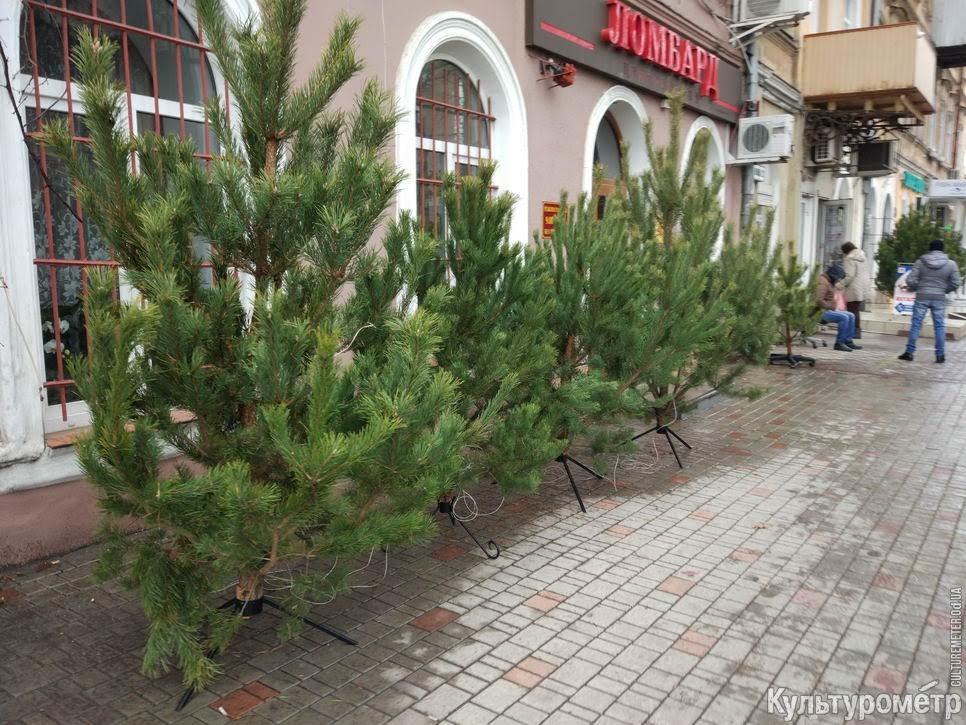 В Одесі відкрилися стихійні ялинкові базари / culturemeter.od.ua