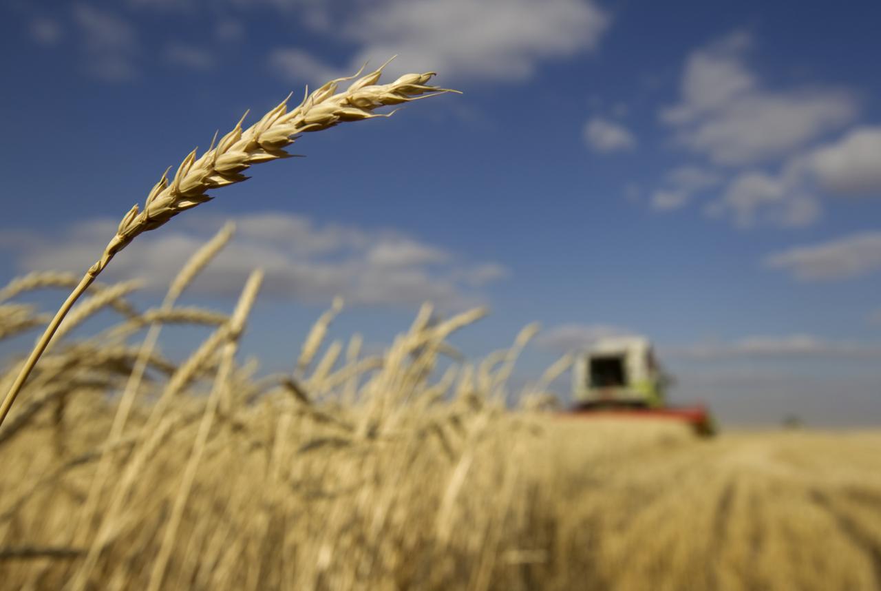 Поможет ли украинским аграриям снижение ставки НДС / Иллюстрация REUTERS