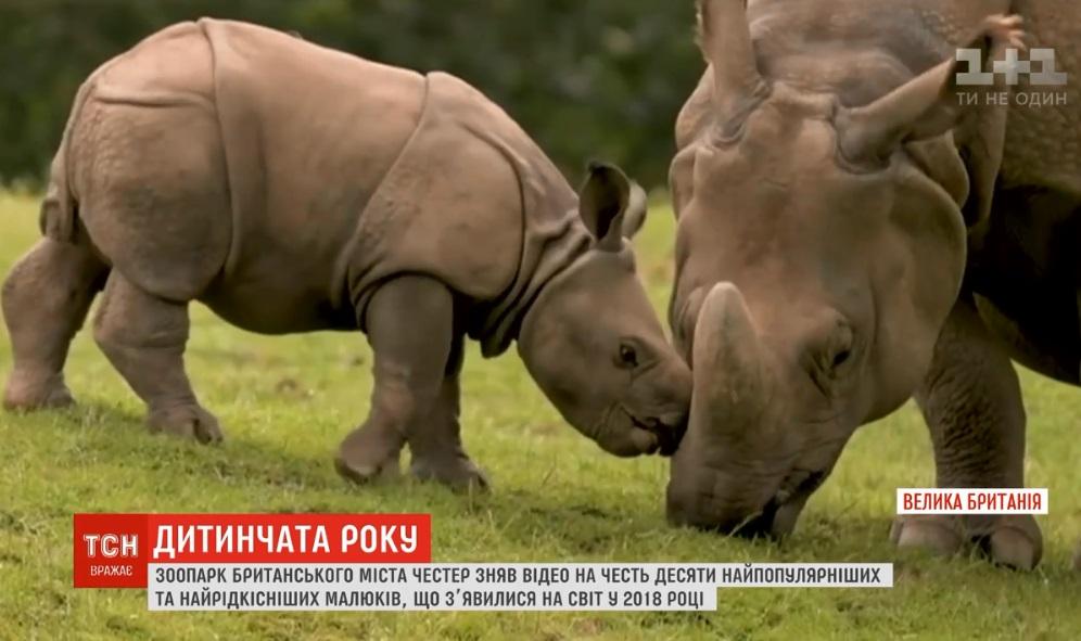 Британский зоопарк показал видео с самыми популярными детенышами / Скриншот - ТСН Британский зоопарк показал видео с самыми популярными детенышами / Скриншот - ТСН