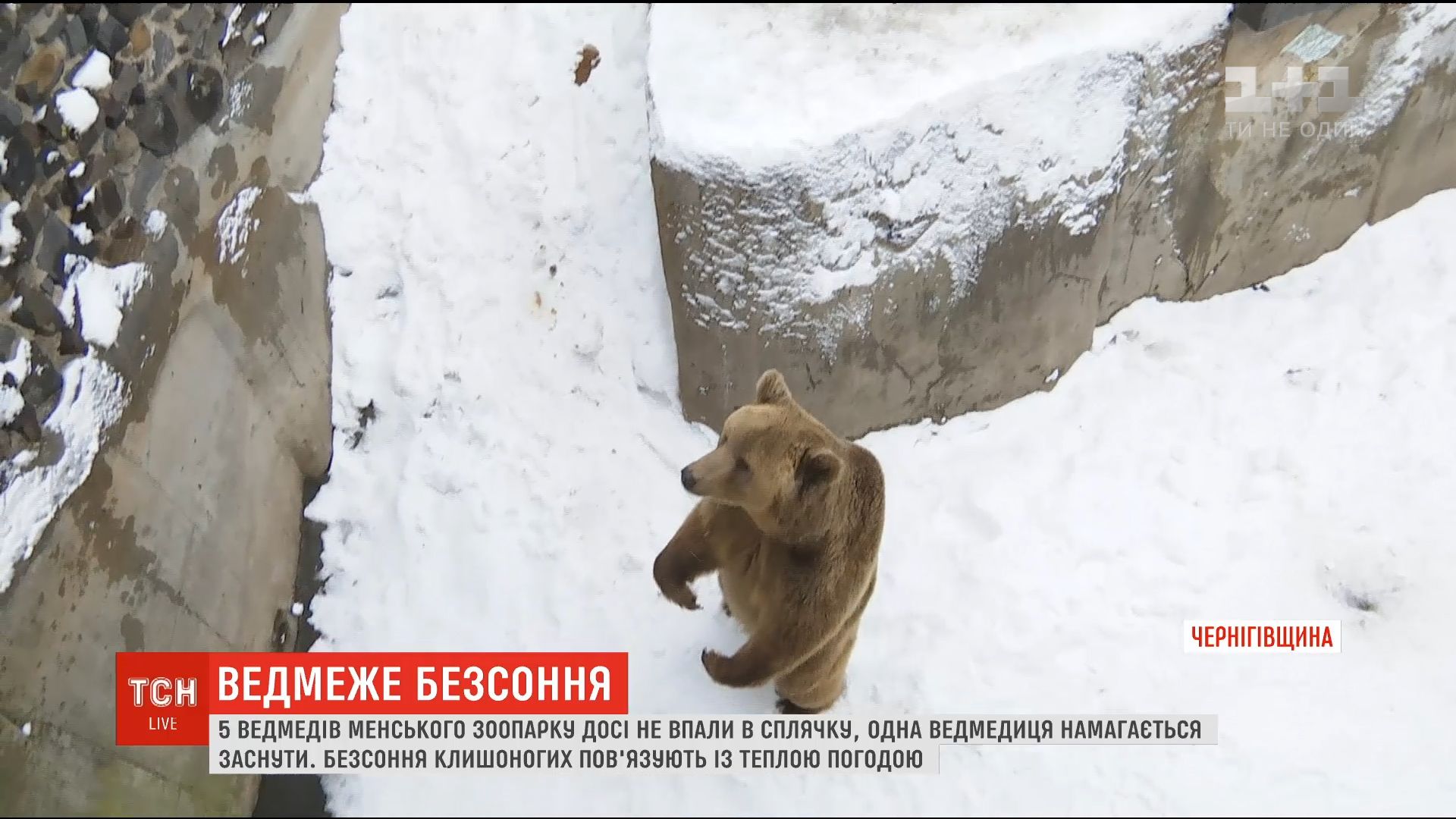 Когда медведи впадают в спячку, они не едят и не пьют / Скриншот Когда медведи впадают в спячку, они не едят и не пьют / Скриншот