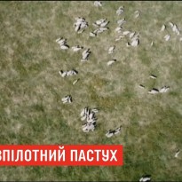 В Австралии разработали дронов-пастухов (видео)