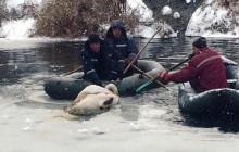 На Житомирщине спасатели достали из реки травмированного лебедя