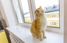 Порошенко дожився до постингу котиків у своєму Facebook (фото)