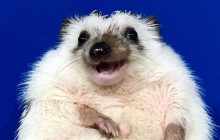 "Усміхнений" їжак зі Львова підкорює Instagram (фото)