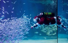 У Сеулі Санта Клауси влаштували святкову вечерю для риб (фоторепортаж)