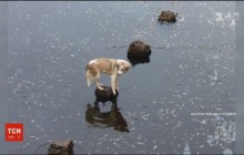 На Волыни спасли бездомную собаку, которая оказалась на маленьком островке посреди реки (видео)
