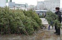 В Украине запустили приложение для проверки легальности новогодних елок