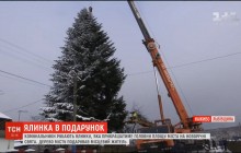 Во Львов везут 30-метровую елку, которая украсит главную площадь города (видео)