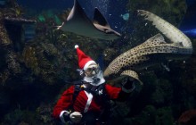 Подарки только послушным акулам: на Мальте Санта-Клаус поздравил обитателей большого аквариума (фото, видео)