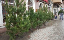 В Одессе заработали первые елочные базары (фото)