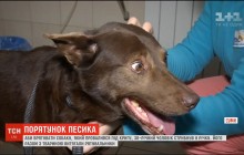 Мужчина в Сумах героически бросился на спасение собаки, которая провалилась под лед (видео)