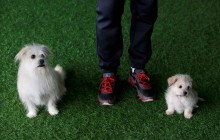 В Китае клонировали пса-звезду ради «продолжения» его жизни и карьеры (фоторепортаж)