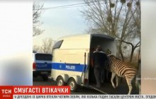 В Дрездене четыре зебры сбежали из цирка и несколько часов бегали по городу (видео)