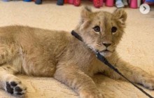 Животное ради забавы: в Белой церкви в детсад привели львенка для фотосессии (видео)