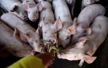Ukraine boosts pork exports by 24.2% in Jan-Nov