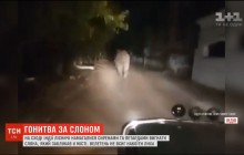 "Охота" на священное животное: в Индии слона выгоняли из города сиренами и петардами (видео)