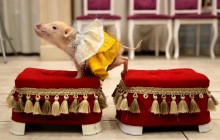 Вдача вже близько: астролог назвав знаки зодіаку, яким пощастить у 2019 році