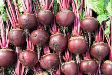 Дефицит свеклы взвинтил цены: сколько уже стоит килограмм овоща в Украине