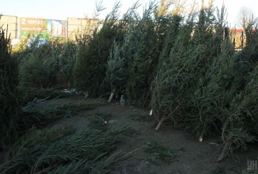 Міністр захисту довкілля розповів, скільки коштують легальні новорічні ялинки