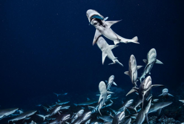 National Geographic's best pictures of 2018