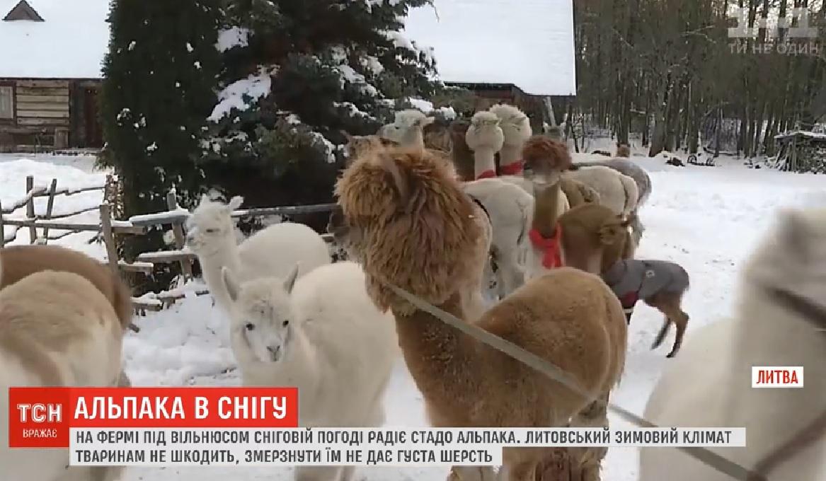 У Литві альпаки радіють снігу / Скріншот - ТСН У Литві альпаки радіють снігу / Скріншот - ТСН