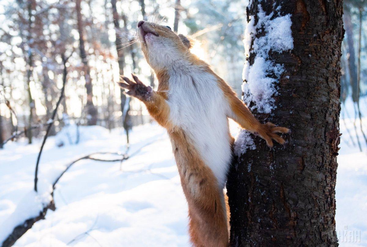 15 лютого в ієві буде невелика хмарність / Фото УНІАН 15 лютого в ієві буде невелика хмарність / Фото УНІАН