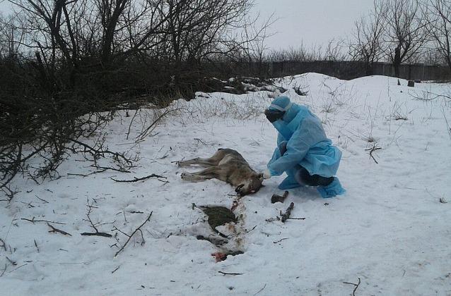 Місцеві жителі забили вовка палицями / фото pro.berdyansk.biz Місцеві жителі забили вовка палицями / фото pro.berdyansk.biz