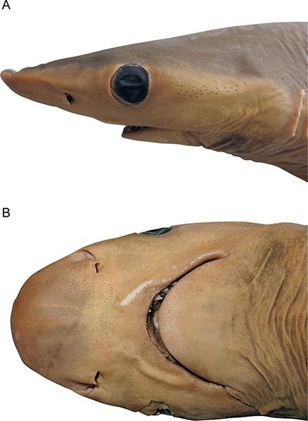 Голова самки Carcharhinus obsolerus Голова самки Carcharhinus obsolerus