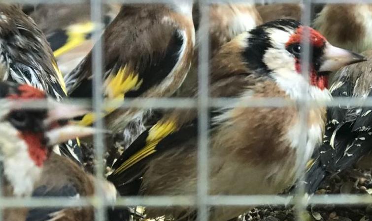 Певний час птахи перебували у тісних клітках без їжі та води / фото Мінекології Певний час птахи перебували у тісних клітках без їжі та води / фото Мінекології