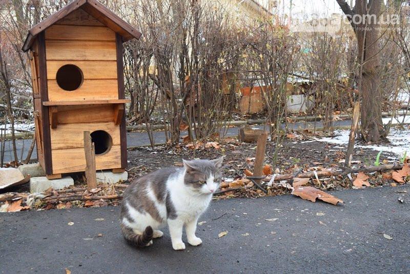 В Черноморске появился новый "котопункт" / 04868.com.ua В Черноморске появился новый "котопункт" / 04868.com.ua