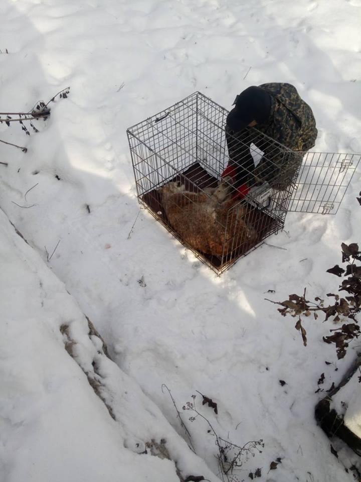 В Житомирі спіймали поранену рись (фото) В Житомирі спіймали поранену рись (фото)