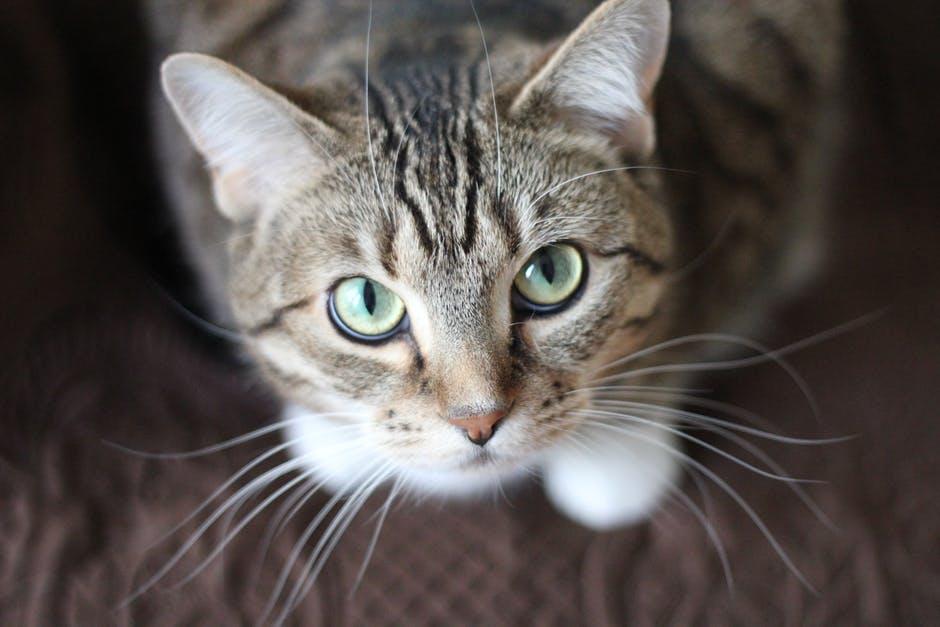 В течение двух недель женщина подкармливала бездомную кошку и ее котенка / фото pexels.com