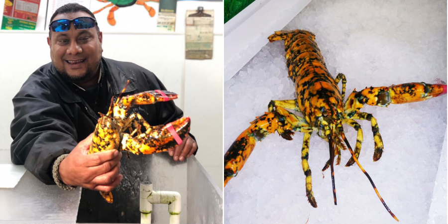Еве удалось прожить предположительно от 5 до 7 лет / фото Ocean city seafood via Facebook Еве удалось прожить предположительно от 5 до 7 лет / фото Ocean city seafood via Facebook