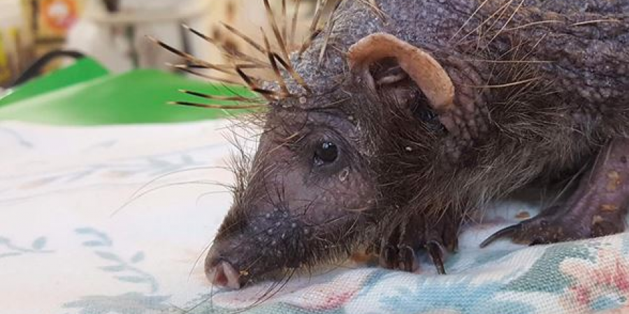 Зазвичай їжаки перебувають у сплячці з листопада по квітень \ Cuan Wildlife Rescue Зазвичай їжаки перебувають у сплячці з листопада по квітень \ Cuan Wildlife Rescue
