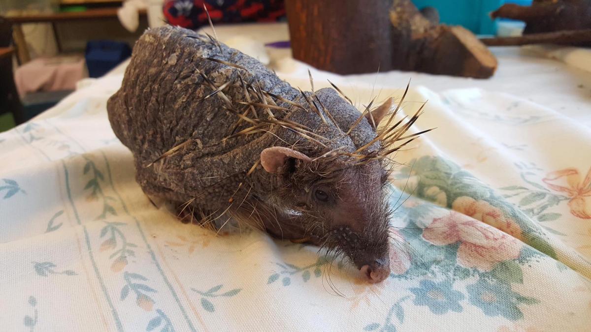 Лікування тварини буде довгим і дорогим \ Cuan Wildlife Rescue Лікування тварини буде довгим і дорогим \ Cuan Wildlife Rescue