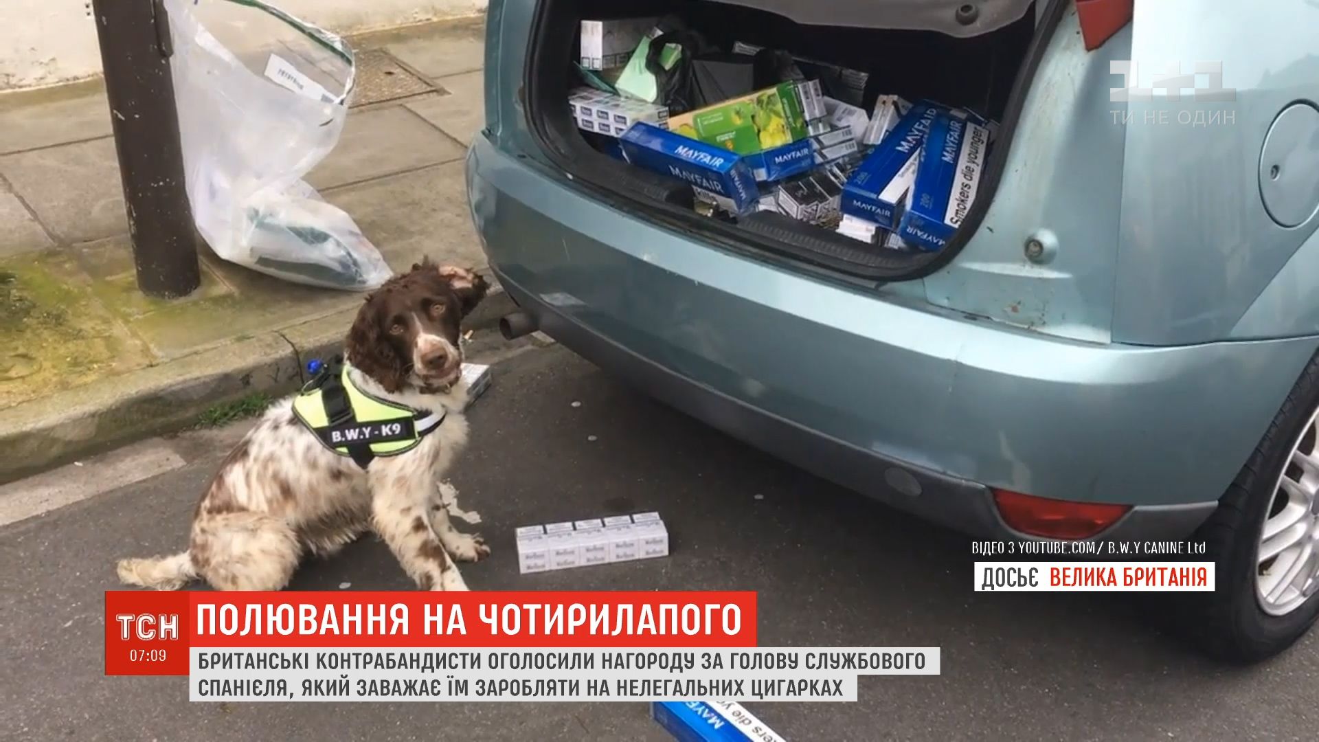 На служебных собак контрабандисты охотятся уже не впервые / скриншот На служебных собак контрабандисты охотятся уже не впервые / скриншот