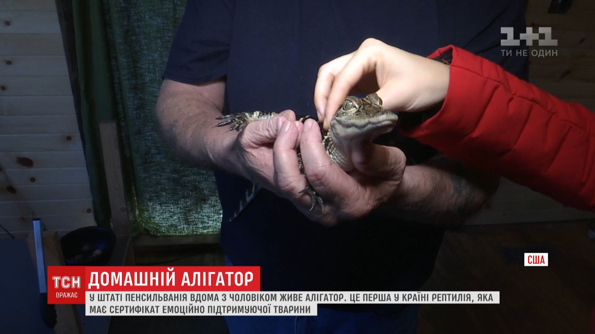 Рептилиям от года до трех / скриншот Рептилиям от года до трех / скриншот