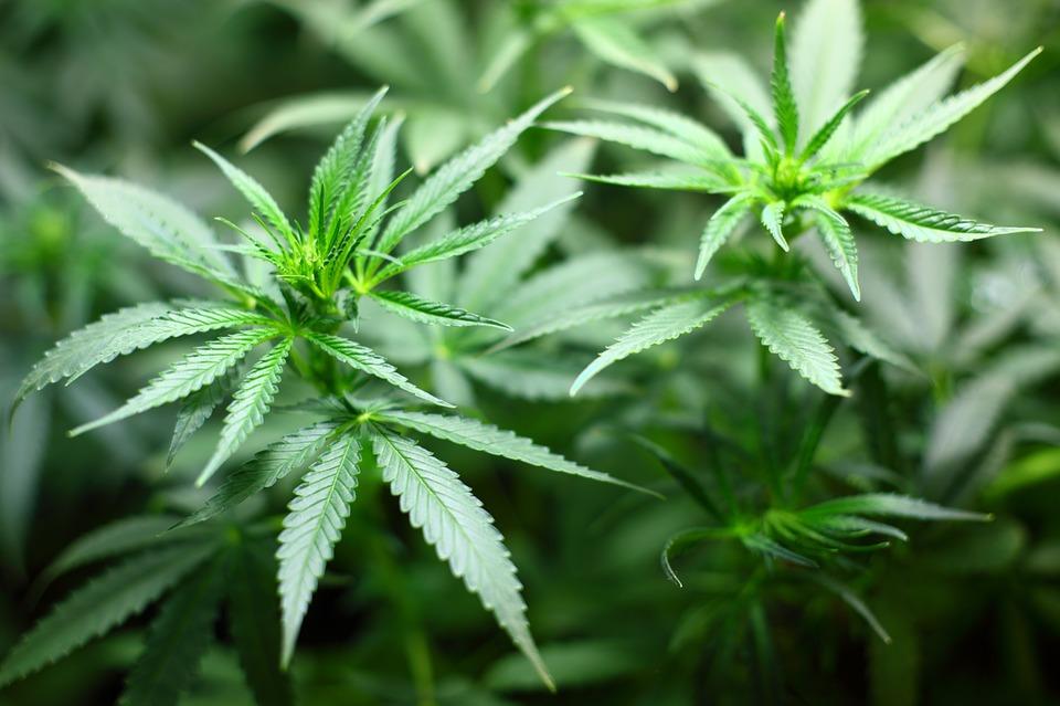У Зеленского отметили, что применение медицинской марихуаны в государствах, которые это уже позволили, демонстрирует ее эффективность / фото pixabay.com