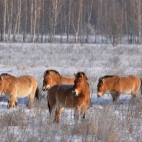 Прекрасно себя чувствуют: ученые показали свежие фото животных из заснеженной зоны отчуждения возле ЧАЭС (фоторепортаж)