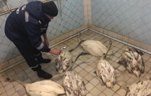 На Хмельниччині рятувальники визволили сімох лебедів з нафтової пастки (фото)