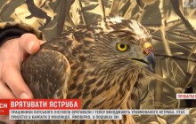 Прикарпатські лісники врятували травмованого яструба, що прилетів з Фінляндії (відео)