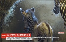 Новорічне поповнення: в угорському зоопарку з'явилося на світ пустельне зебреня (відео)