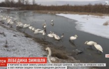 На Буковине сотня лебедей-шипунов зимуют в водоеме, который не замерзает (видео)