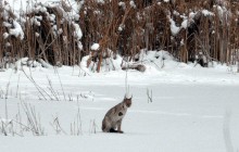 У мережі показали зимові фото тварин із зони відчуження біля ЧАЕС (фоторепортаж)