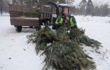 В Киеве показали работу пунктов приема новогодних елок (фоторепортаж, видео)