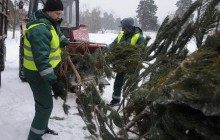 В Киевском зоопарке напомнили, почему не принимают от населения новогодние елки