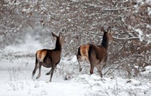 Условия зоны отчуждения комфортны для диких животных - эксперты (фоторепортаж)