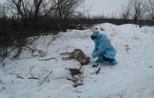 В Запорожской области волк искусал троих людей - местные жители отомстили (фото)